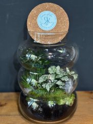 Plant terrarium with phyttonia, fern and moss in curved glass