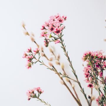 Waxflower (Chamelaucium uncinatum)