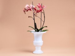 Orchidea