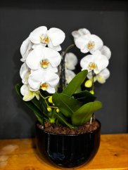 Biela orchidea v čiernom kvetináči | elegantný darček