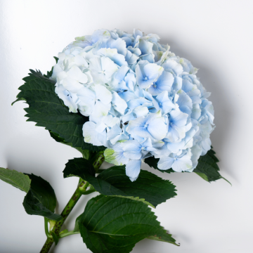 Hortenzia (Hydrangea)