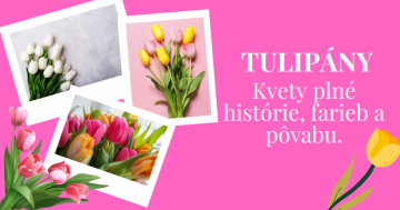 Tulipány - Kvety plné histórie, farieb a pôvabu
