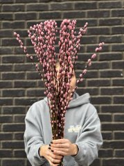 Pink pussy willows Pink pussy willows