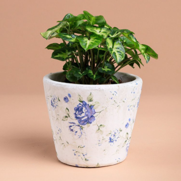 Syngonium (Syngonium podophyllum)
