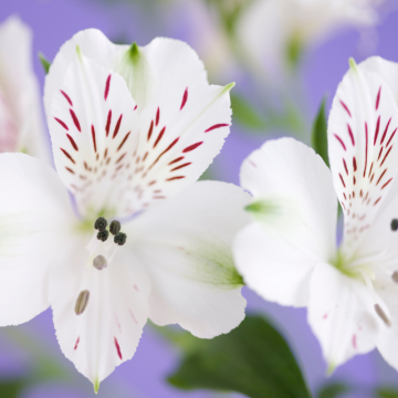 Alstroeméria (Alstroemeria)
