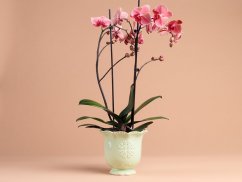 Orchidea