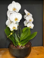 Biela orchidea v tmavom kvetináči | Luxusný darček