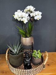 Biela orchidea a sukulenty v moderných kvetináčoch | Dizajnový darček