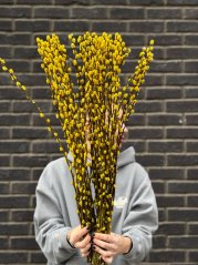 Yellow pussy Willows 20 pcs