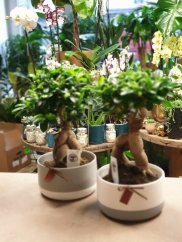 Bonsai