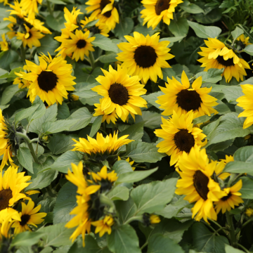 Slnečnica (Helianthus annuus)