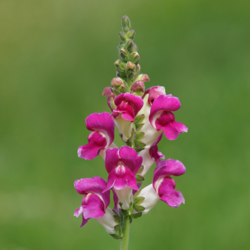 Snapdragon (Antirrhinum majus)