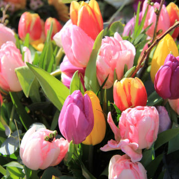 Tulipány (Tulipa)
