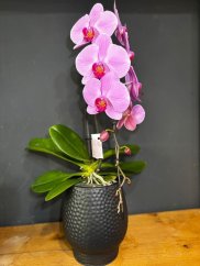 Fialovo-ružová orchidea v čiernom kvetináči | Luxusný darček
