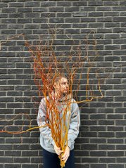 salix salix