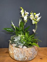 Zelená harmónia s orchideou | elegantný aranžmán v rustikálnej miske