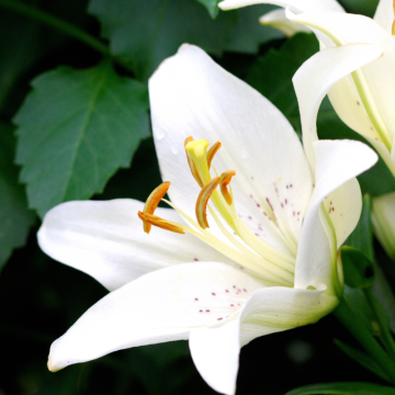 Ľalia (Lilium)