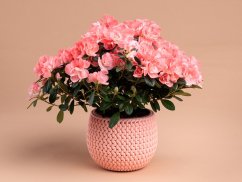 Rhododendron