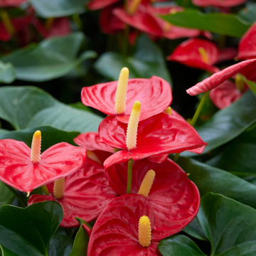Antúria (Anthurium)