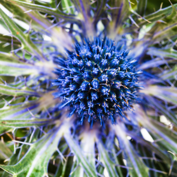 Modrý bodliak (Eryngium)