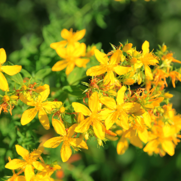 Hyperikum (Hypericum)