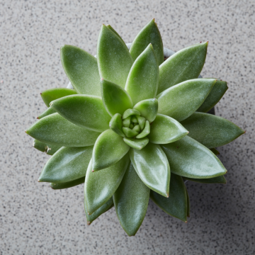 Echeveria (Echeveria)