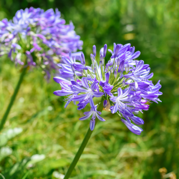 Kalokvet (Agapanthus africanus)