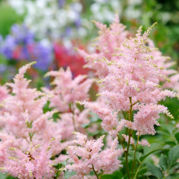 Astilbe (Astilbe)