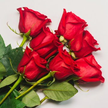 Ruža (Rosa)