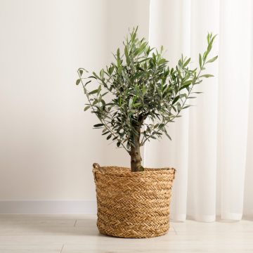 Oliva/Olivovník (Olea europaea)