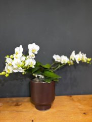 Biela orchidea v kvetináči, elegancia a jednoduchá starostlivosť