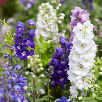 Stračonôžka (Delphinium)