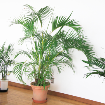 Phoenix Robelinii (Phoenix roebelenii)