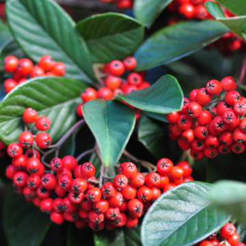 Kalina (Viburnum)
