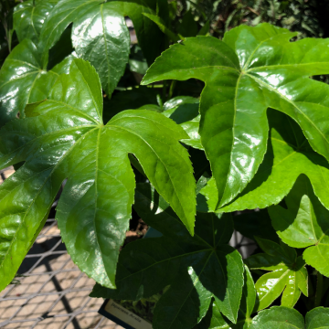 Arália (Aralia)