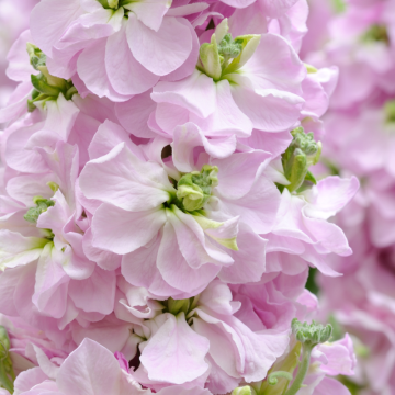 Fiala (Matthiola incana)