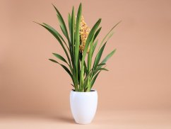 Cymbidium Gemend
