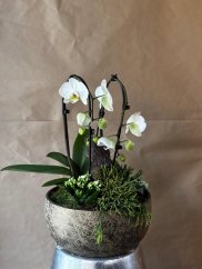 Natural Harmony