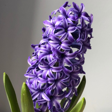 Hyacint (Hyacinthus)
