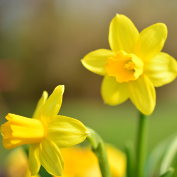 Narcis (Narcissus)