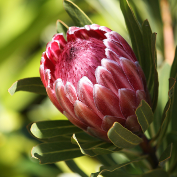 Protea (Protea)