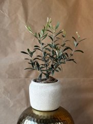 Olive Harmony