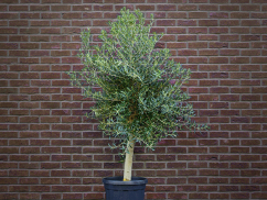 velke kvety 04