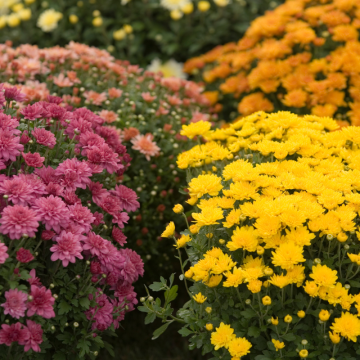 Chryzantémy (Chrysanthemum)