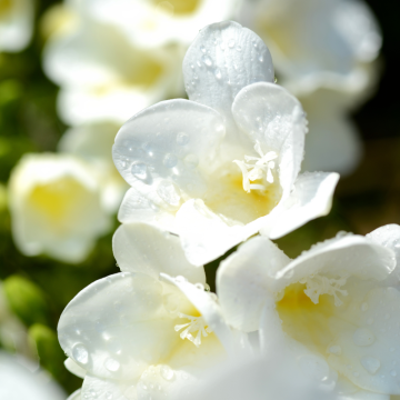Frézia (Freesia)