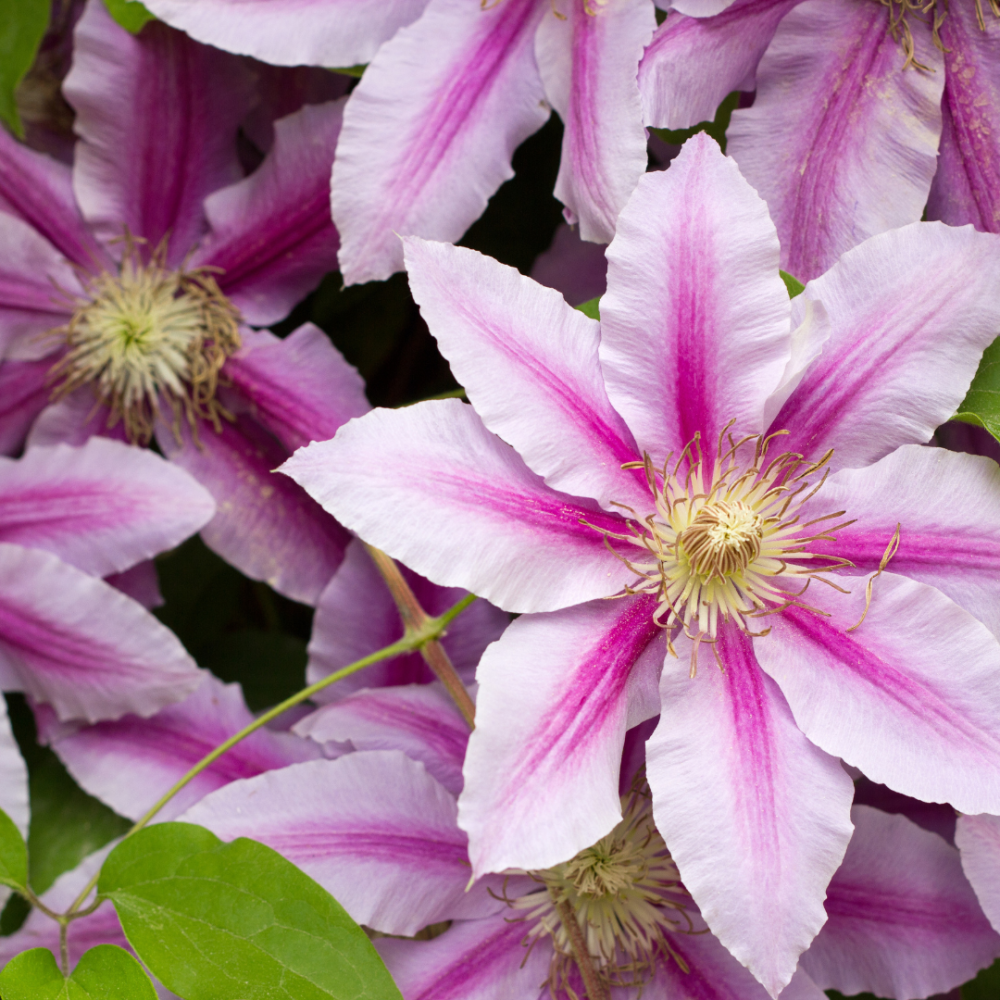 plamienok-clematis-kvetin-rstvo-l-www-rozvoz-kvetov-sk
